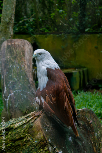 Majestic Brahminy Kite Perched on a Log