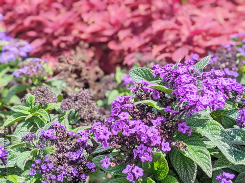 Wallpaper Mural Violet flowers of Heliotropium arborescens, ornamental plants often grown in gardens Torontodigital.ca