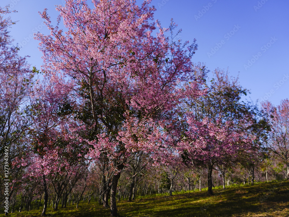 Wild Himalayan Cherry, Prunus cerasoides, Sakura in Thailand Wild Himalayan Cherry, Prunus cerasoides, Sakura in Thailand