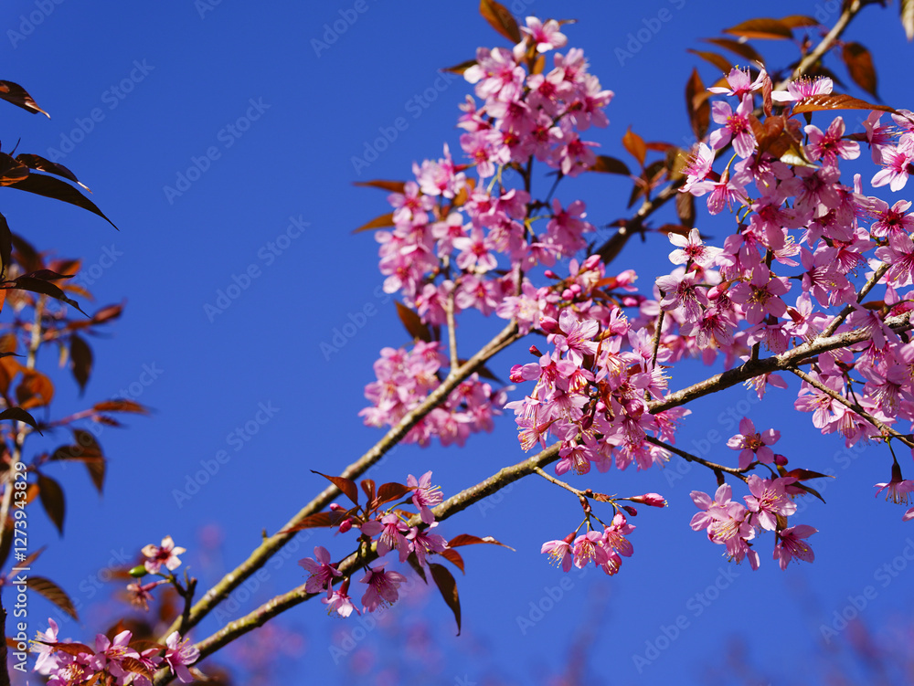 Wild Himalayan Cherry, Prunus cerasoides, Sakura in Thailand Wild Himalayan Cherry, Prunus cerasoides, Sakura in Thailand