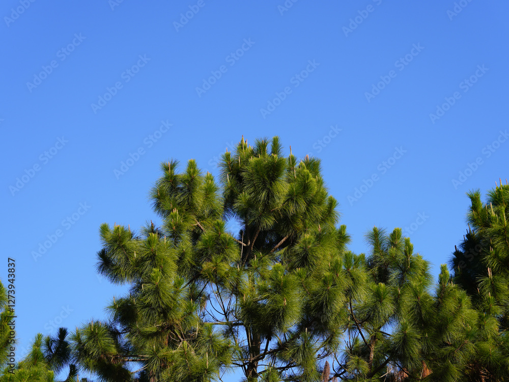 Pine tree on blue sky background. Selective focus point. Pine tree on blue sky background. Selective focus point.