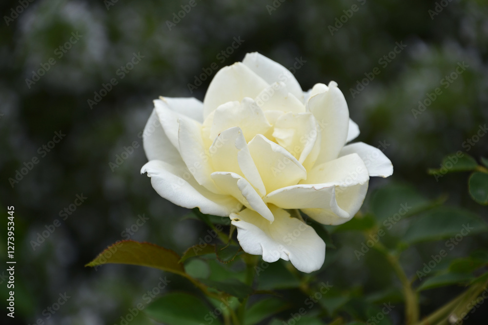 Stunning White Ivory Rose Blossom Flowering Stunning White Ivory Rose Blossom Flowering