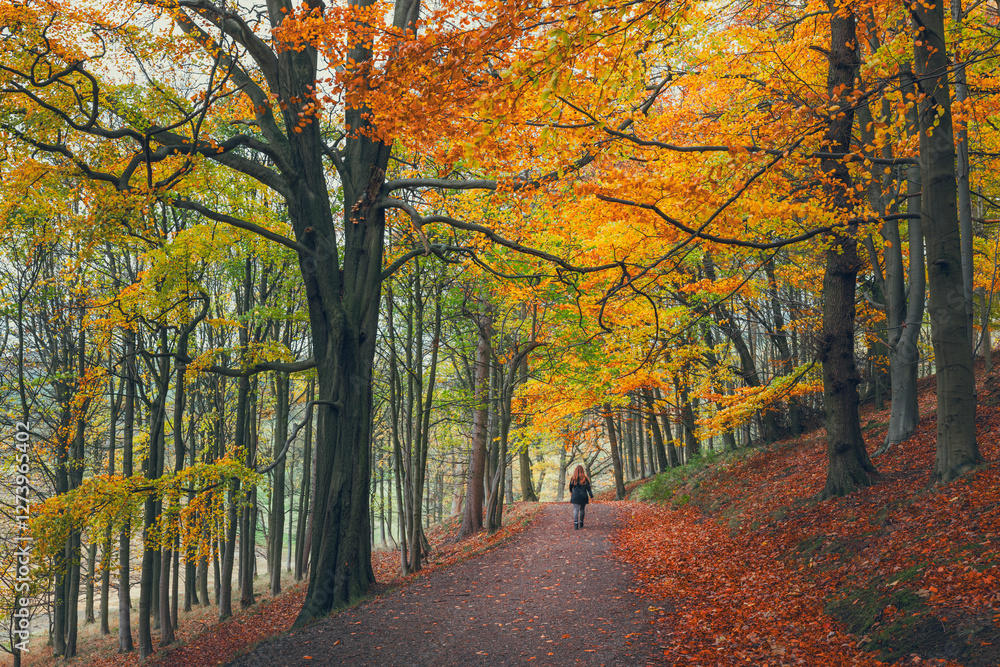 Naklejka premium A serene autumn woodland scene with golden leaves, towering trees, and a lone figure walking along a peaceful forest path covered in fallen foliage, capturing the beauty of seasonal change