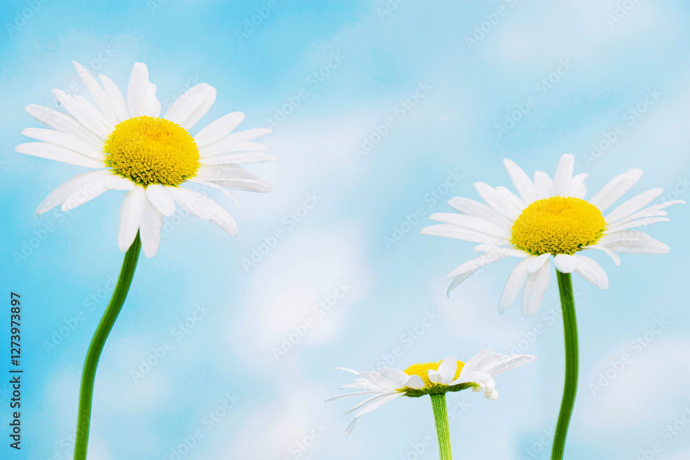 chamomile. White bright daisy flowers on a background of the summer landscape.