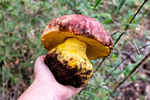 Boletus loyo photo