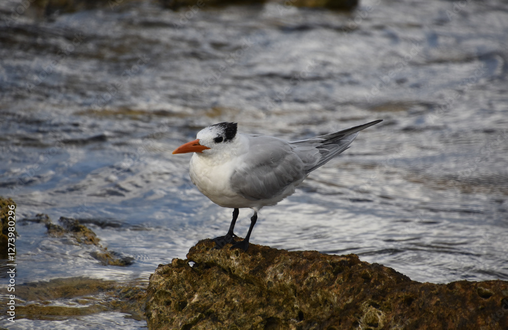 Looking into the Face of a Tern Standing on a Rock Looking into the Face of a Tern Standing on a Rock