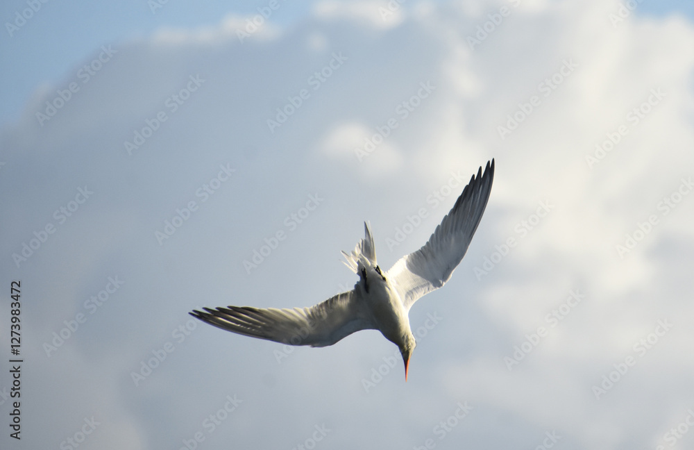 Fototapeta premium Under Side of a Flying Tern in Flight