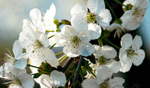 White cherry blossom close up