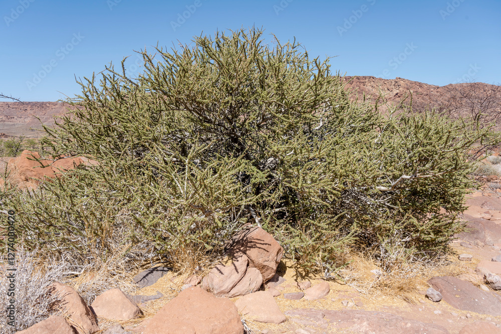 Smelly Shepherd's Tree, Twyfelfontein, Namibia
