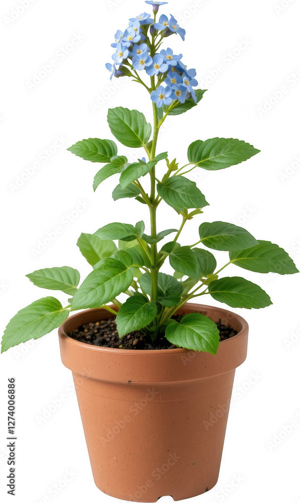 Vibrant Blue Forget Me Nots in Terracotta Pot Blooming Spring Flowers Lush Green Foliage Vibrant Blue Forget Me Nots in Terracotta Pot Blooming Spring Flowers Lush Green Foliage