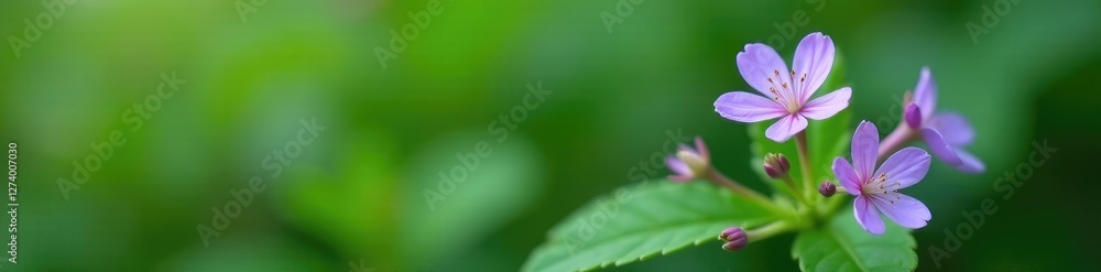Small, delicate flowers on a leafy green stem, isolated, violet, plant Small, delicate flowers on a leafy green stem, isolated, violet, plant