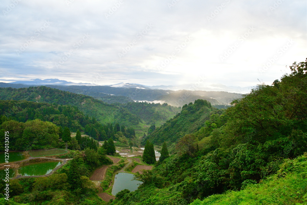 Naklejka premium 朝の山古志一本杉の棚田棚池（新潟県）