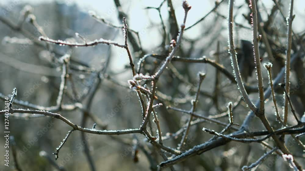 Ice on trees in winter.
Branches covered with a thin layer of snow after an overnight snowfall.
Snow on the branches Ice on trees in winter.
Branches covered with a thin layer of snow after an overnight snowfall.
Snow on the branches