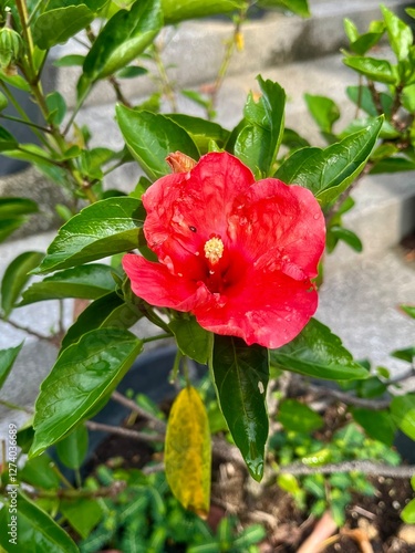 Wallpaper Mural A red hibiscus flower features bold, vibrant petals that symbolize passion and energy. Its large blooms and tropical beauty make it a striking addition to any garden or floral arrangement. Torontodigital.ca