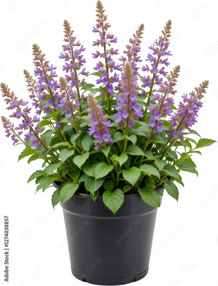 Vibrant Purple Flowers in a Black Pot Blooming Perennial Plant Garden Decor Vibrant Purple Flowers in a Black Pot Blooming Perennial Plant Garden Decor