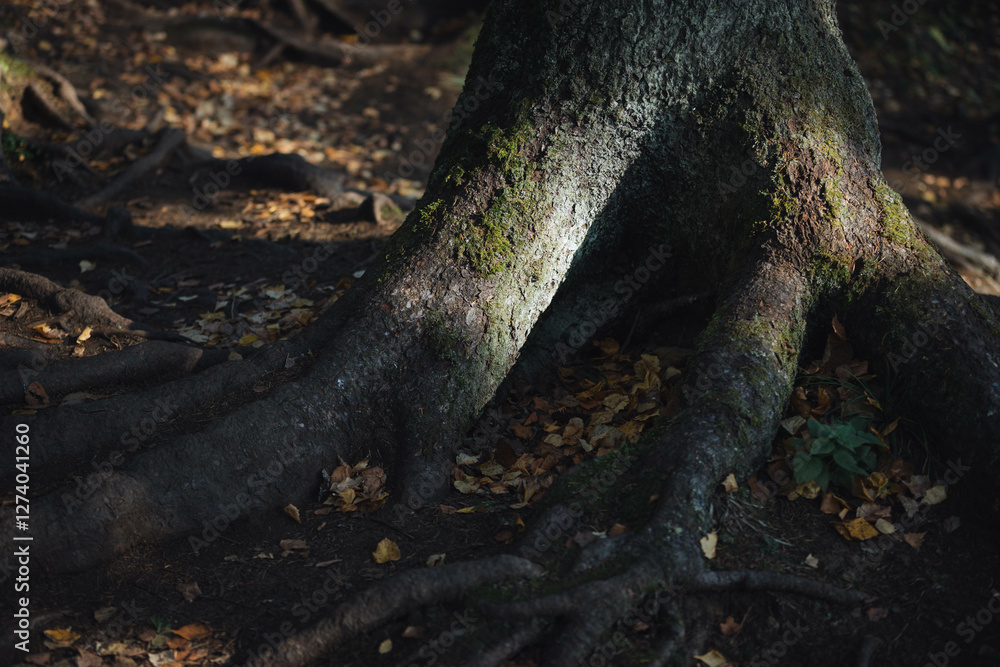 The twisted roots of an ancient tree emerge from dark soil, covered with moss, while scattered yellow and brown leaves blanket the ground in a tranquil autumn forest The twisted roots of an ancient tree emerge from dark soil, covered with moss, while scattered yellow and brown leaves blanket the ground in a tranquil autumn forest