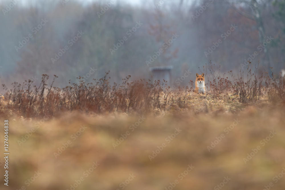 Fototapeta premium Fox (Vulpes vulpes) on field
