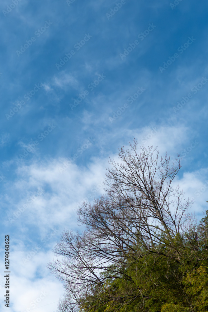 冬の青空と枯れ木がつくる美しい風景　滋賀県大津市春日山公園