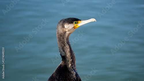 Close-up of a cormorant with a blurred blue water background