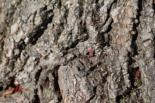 INSECTES - GENDARMES photo