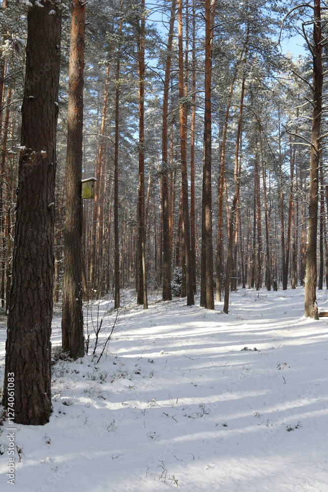 Winter forest in the snow Winter forest in the snow
