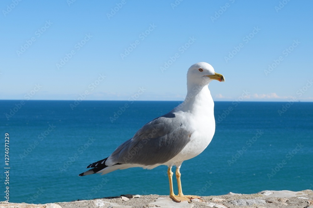 Larus yellow legged seagull against the sea looking at camera Larus yellow legged seagull against the sea looking at camera