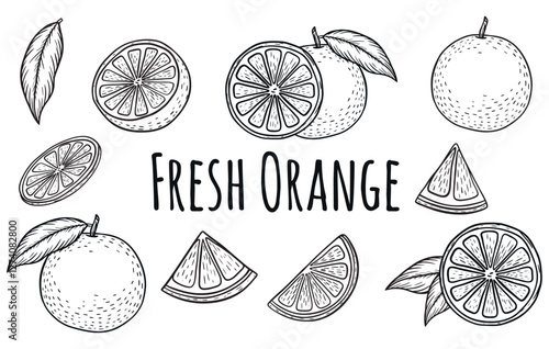 Hand-drawn fresh orange engravings set. Organic food engraved in vintage style. Line art orange slices collection. Black and white citrus fruit design.
