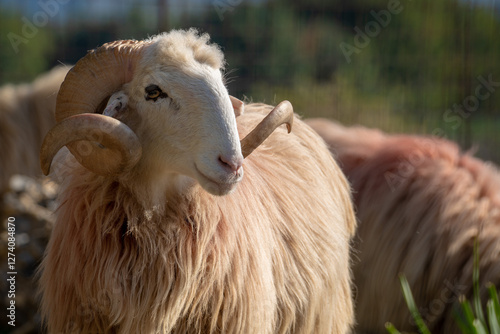 Majestätischer Kretischer Schafbock mit imposanten gedrehten Hörnern