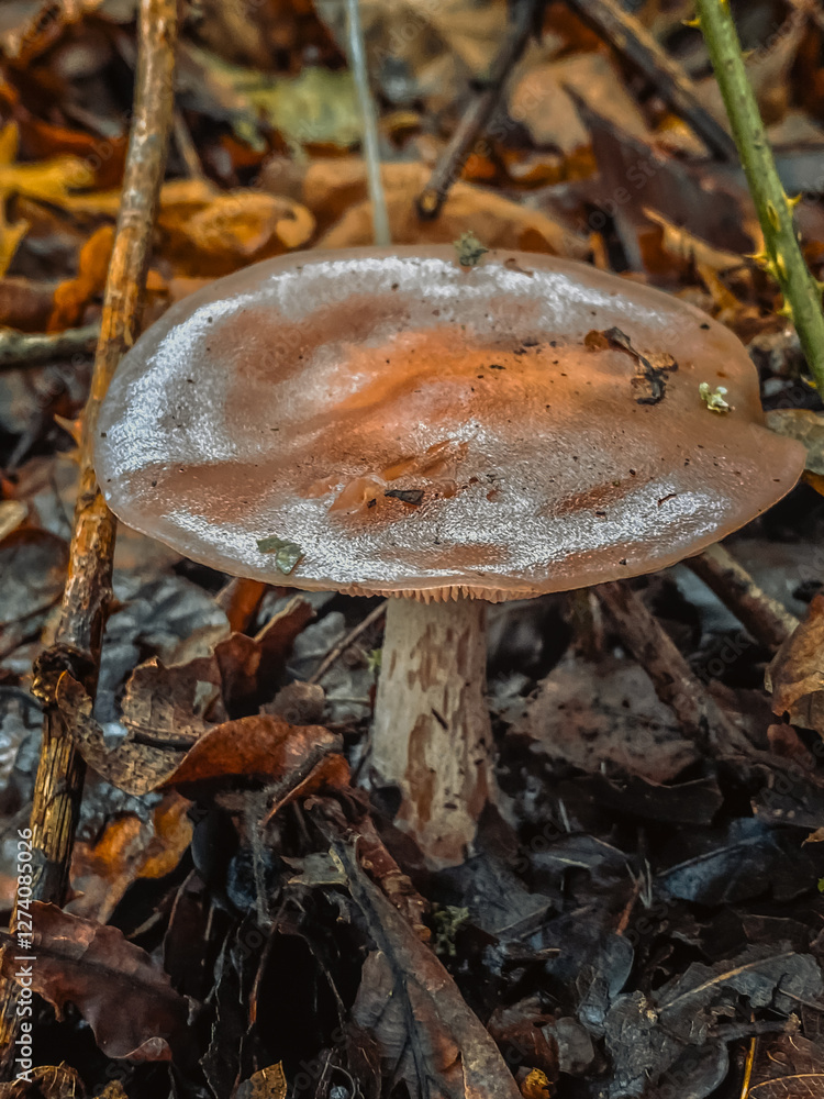 mushroom in the forest