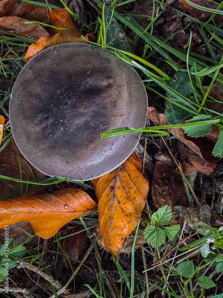 mushroom in the forest