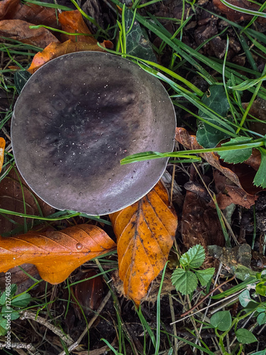 Obraz na płótnie mushroom in the forest w salonie