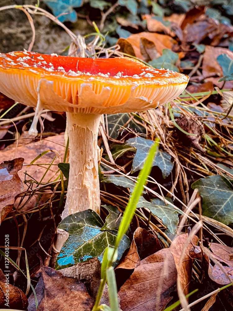fly agaric mushroom in autumn