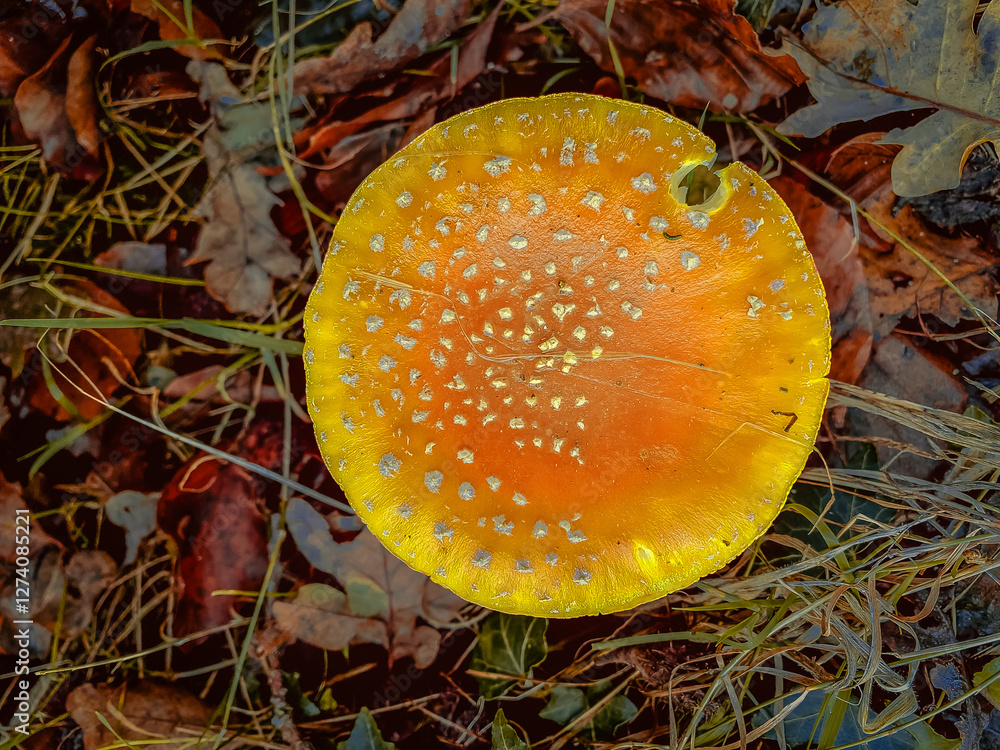 fly agaric mushroom in autumn