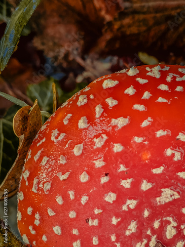 Obraz na płótnie amanita muscaria fly agaric w salonie