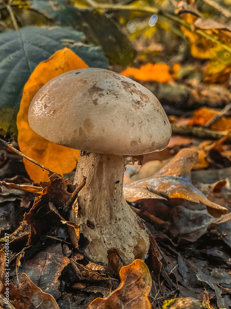mushroom in the forest