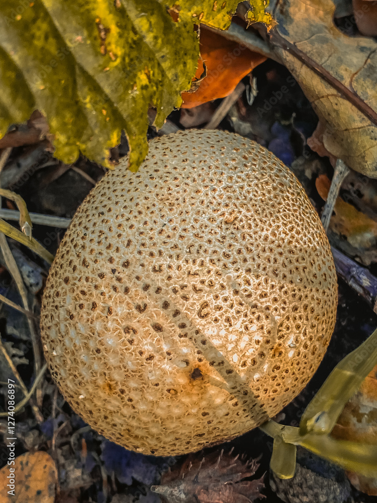 Closeup of a common puffball (Lycoperdon perlatum) in autumn forest