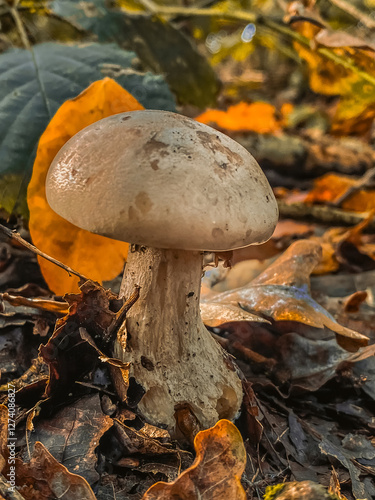Obraz na płótnie mushroom in the forest w salonie