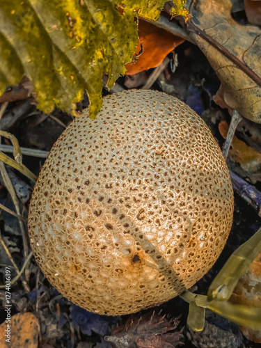 Closeup of a common puffball (Lycoperdon perlatum) in autumn forest