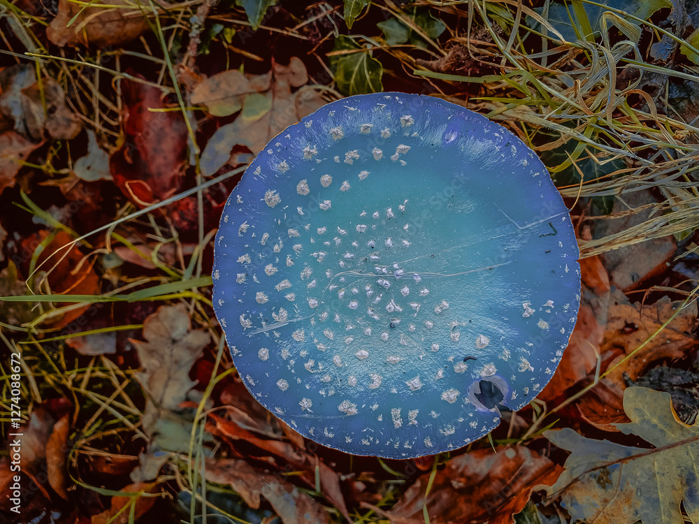 Muscaria fly agaric blue in the autumn forest, close-up