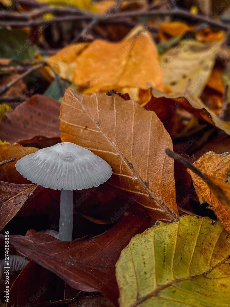 Mushroom growing in the autumn forest among the fallen leaves.
