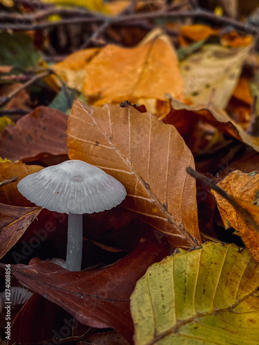 Obraz na płótnie Mushroom growing in the autumn forest among the fallen leaves. w salonie