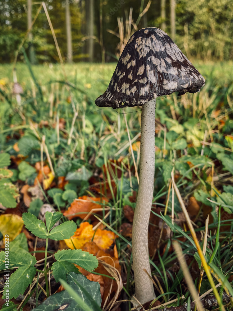 Mushroom in the forest on the background of grass and leaves. Black fly agaric