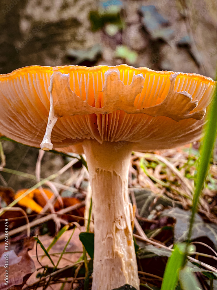 Mushroom in the autumn forest, close-up, macro fly agaric