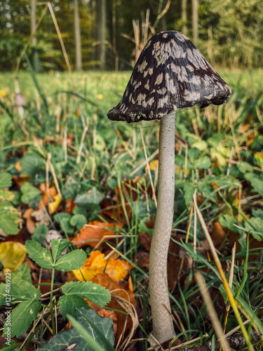 Obraz na płótnie Mushroom in the forest on the background of grass and leaves. Black fly agaric w salonie
