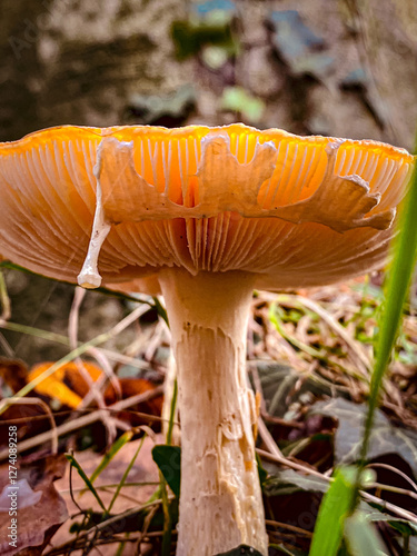 Obraz na płótnie Mushroom in the autumn forest, close-up, macro fly agaric w salonie