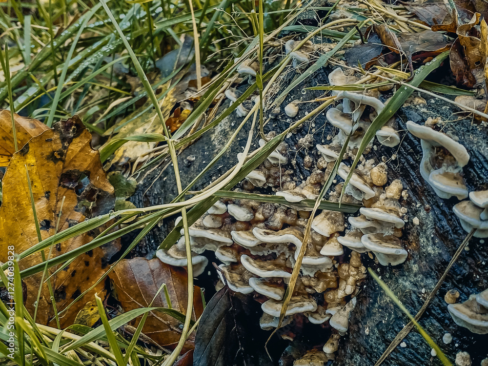 mushrooms on a tree
