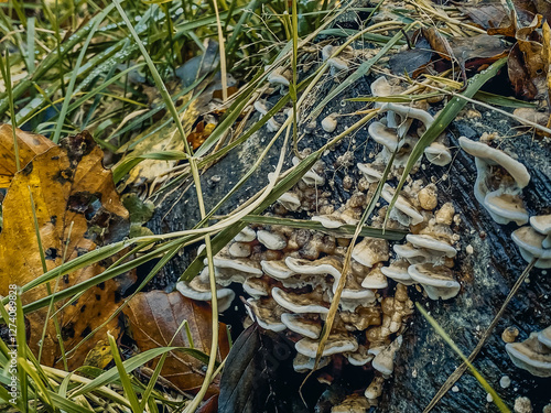 Obraz na płótnie mushrooms on a tree w salonie
