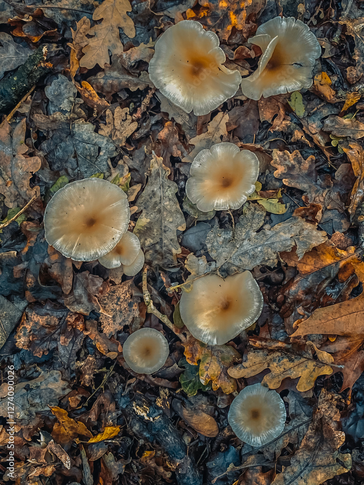 mushrooms on the ground