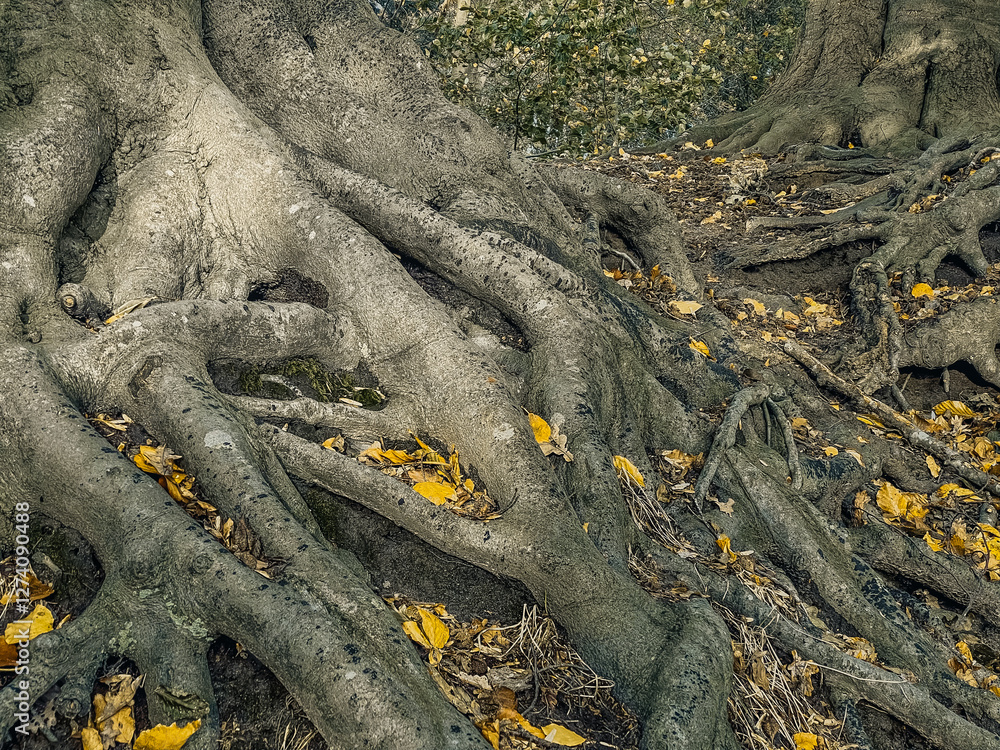 Close up of the roots of a tree in the autumn forest.