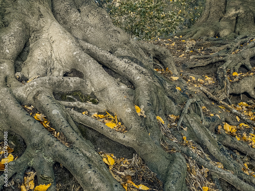 Obraz na płótnie Close up of the roots of a tree in the autumn forest. w salonie